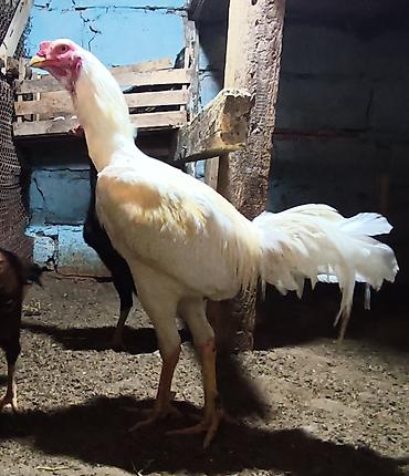 Xoruzlar: Xoruz, il: 1, Ünvandan götürmə — 5