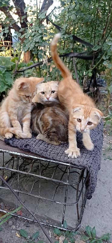 ищу котят: Скотиш Фолд (Шотландская вислоухая), 3 месяца, Мальчик, Рыжий — 9
