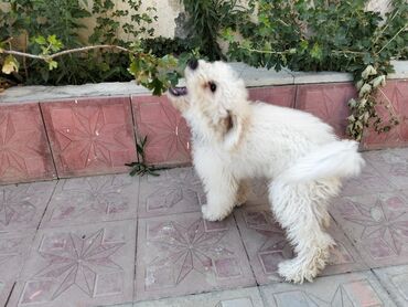 Akvariumlar: Pudel, 4 ay, Erkek, Peyvəndli, Ünvandan götürmə