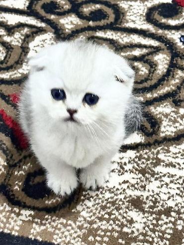 шотланская вислоухая кошка: Шотландский вислоухий котёнок (Scottish Fold) - Окрас: шиншилла — 3
