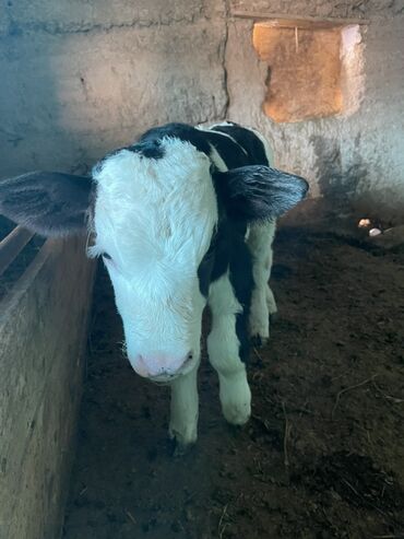 Коровы, быки: Продаю | Музоо, торпок | Полукровка | На откорм — 5