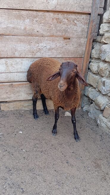 qurbanlıq qoyunların qiyməti: Salam erkeydi qiymete gore narahat eleme bura yazmin heyvan menim door