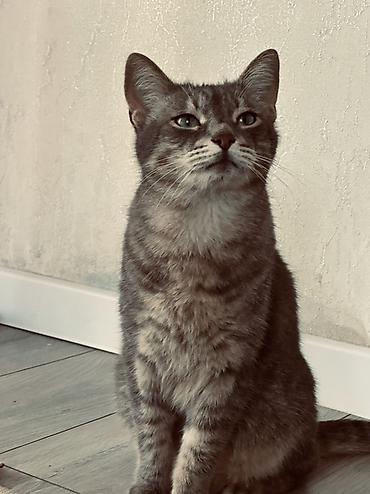 кошки каракол: Беспородная, 5 лет, Мальчик, Серый, Приучена к лотку — 2