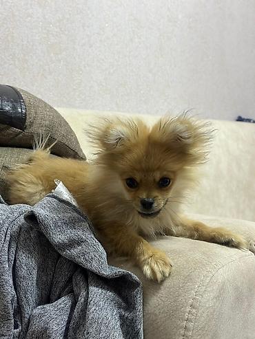 İtlər: Şpitz — 6