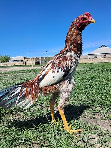 Xoruzlar: Sahibləndirilir — 8