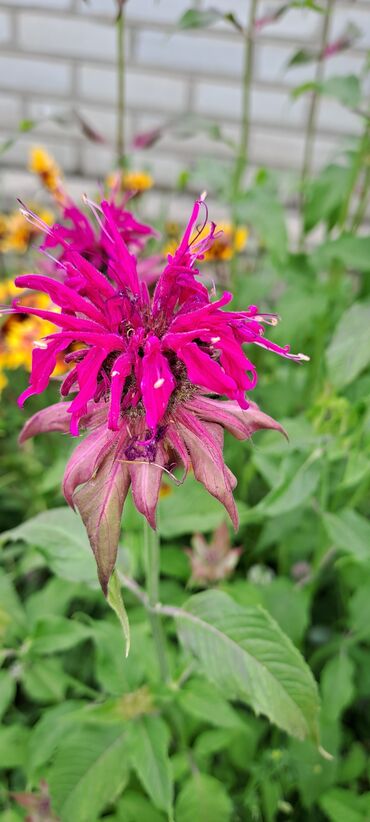 Садовые цветы и кустарники: Саженцы цветка: Клематисы — 9