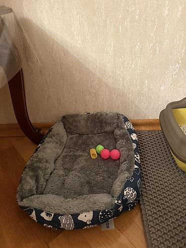 Зоотовары: Boz rəngli balaca pişik üçün tam dəst aksesuarlar Paketə daxildir: - — 3