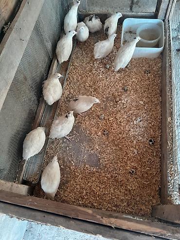 bıldırcın ne kadar: Məhsul: Ağu rəng ağırlıqlı bıldırcınlar (yumurtlayan sürü) Təsvir: - — 2