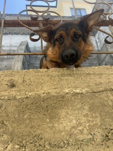 акустические системы 3.1 колонка в виде собак: Немецкая овчарка - Порода: немецкая овчарка (классический черно‑рыжий