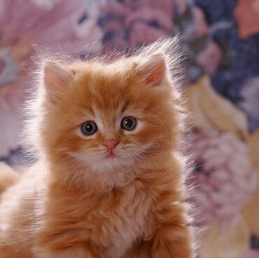 котёнок рыжий: Куплю рыжего котёнка мальчика. Без породы