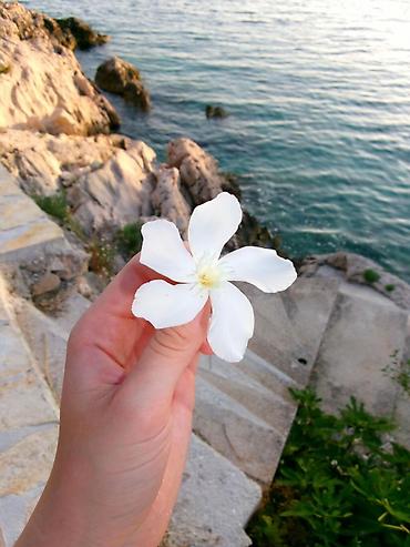 sony a 3: Əsas özəlliyi : Canon markalı kamera ilə bənzərliyi Kodak rəqəmsal — 4