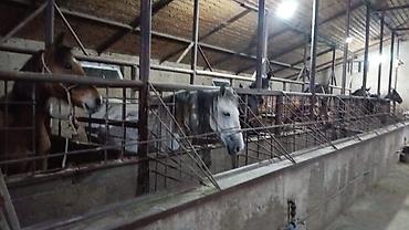 Лошади, кони: Продаю | Кобыла (самка), Конь (самец), Жеребец — 2