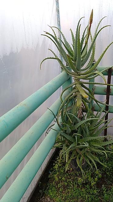 Алоэ (Aloe arborescens) и декоративный куст в горшках Аллое 5 летнее