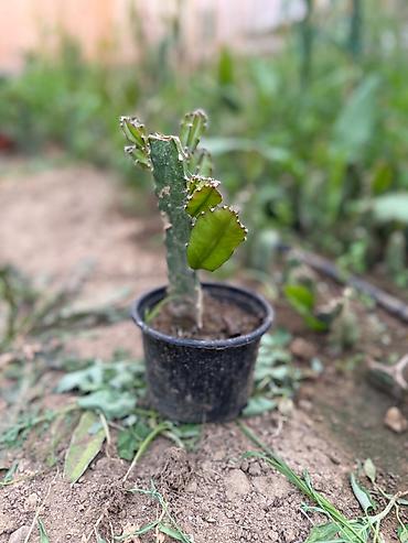 dekorativ bitkilər: Sağlam və böyüməkdə olan əjdaha meyvəsi (Pitahaya) şitili satılır. Ev — 4