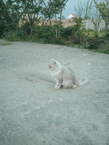 сиамская кошка: Продаю кошку 8мес очень красивая ласковая продам за 2000 кличка Ася