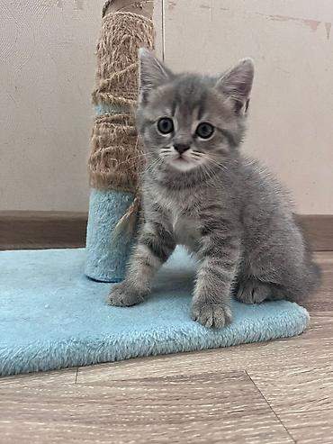 Pişiklər: Britan — 5