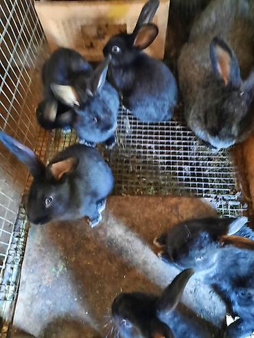 Кролики: Продаю | Крольчата | Племенные — 7