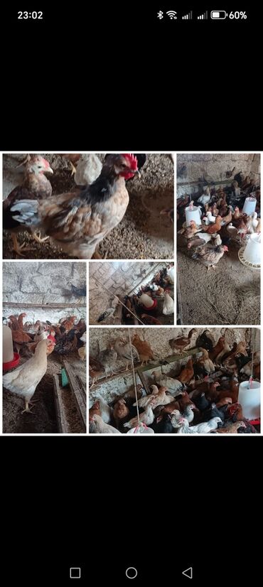 мальтипу купить в баку: Kend cuceleri satilir. 70 gunluk diler. Saglam heyvan di hamisi