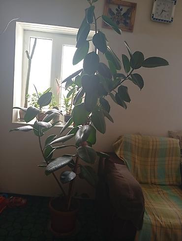 otaq bitkiləri: Böyük ölçülü otaq bitkisi – Ficus elastica (rezinli fikus) - Növ — 2