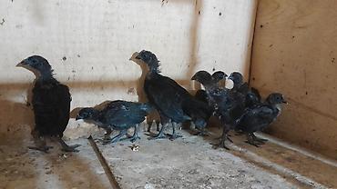 feniks quşu: AYAM GEMANI CUCELERI SATISDA 
1 AY
2 AY
055 955 05 20 — 2