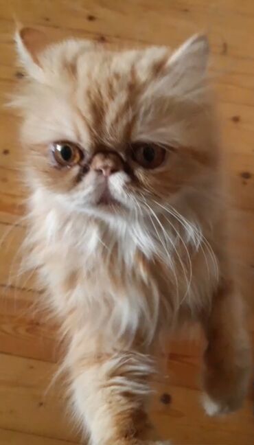 bit darağı: Fars, Dişi