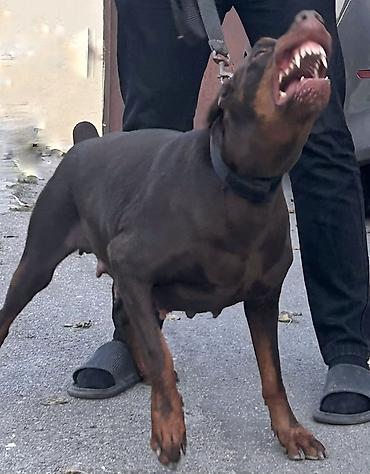 itlerin satisi 2018: Doberman, 3 il, Dişi, Peyvəndli — 1