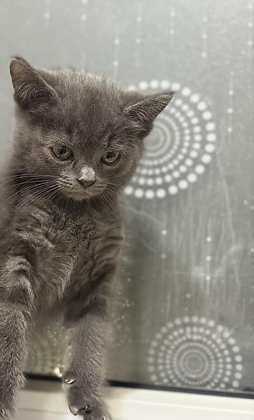 манчкин котенок купить: В добрые руки метисы 3 мальчика 1 девочка к лотку приручены 1,5 месяца — 4
