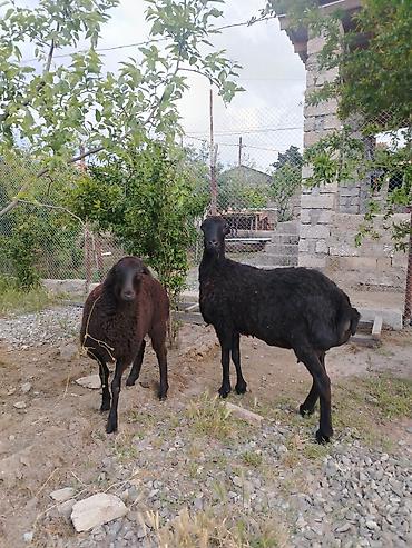 balın kilosu: Dişi, il: 1, Damazlıq, Ünvandan götürmə — 7