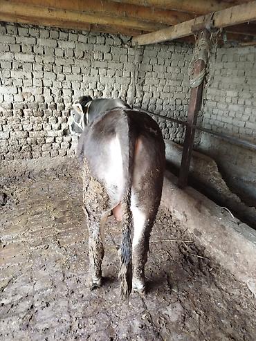 Коровы, быки: Продаю | Бык (самец) | Швицкая | На откорм | Привязанные — 7