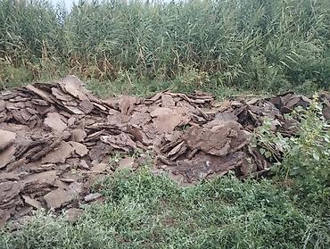 отдам кота даром: Койдун тезеги бар таза самовывоз менен төрт көл айылында — 4
