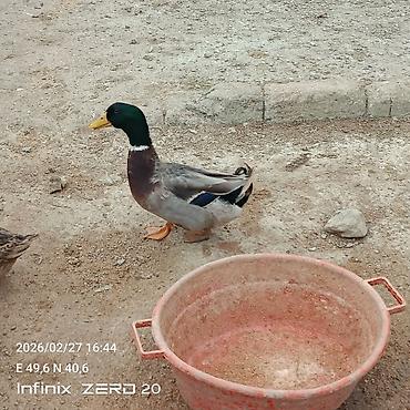 Ördəklər: Hamsi satılır çoxu yumurtduyur — 14