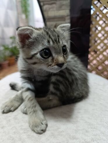 шотландская длинношерстная кошка: 3 месяца, Девочка, Метис, Приучена к лотку, Проглистована