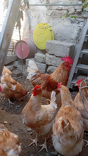 3 toyuq 3 gune 3 yumurta: Məhsul: Yerli toyuqlar və xoruzlar (yumurta yönümlü qarışıq rəngli — 7