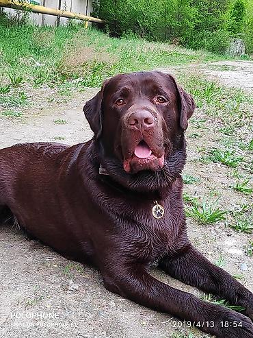 Вязка собак: Вязка: Лабрадор-ретривер, Самец, 5 лет, С родословной — 6