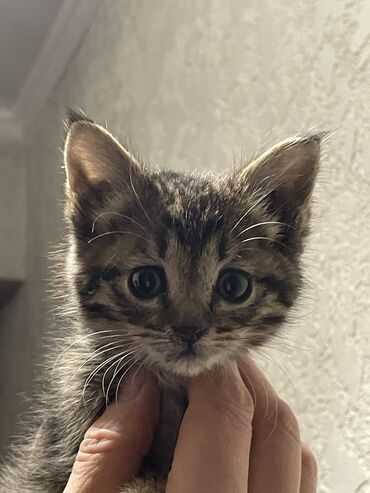 дом для кош: Котёнок, тигровый табби Девочка -Ириска. Ласковая и милая. Мягкая