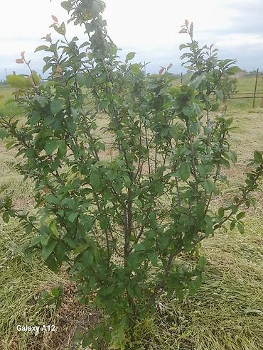 Tinglər: Meyvə ağacları – yerüstü köklü kollar - Növ: daş meyvə ailəsi — 16