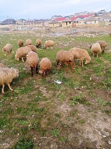 heyvan satilir: Salam.qoyunlar satılır tecılı 20 basdı bogazdilar bugüne sehere — 2
