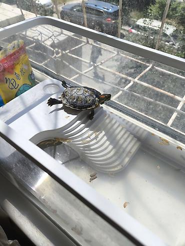 Аквариумы: Красноухая черепаха (Trachemys scripta elegans) с комплектом — 2