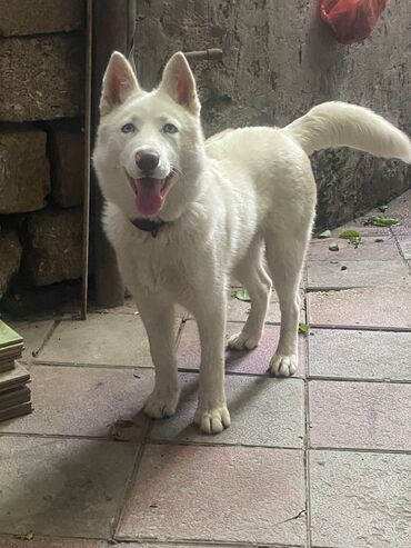 gence it: Xaski, 6 ay, Erkek