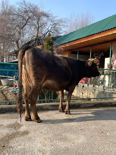 Коровы, быки: Продаю | Корова (самка) | Алатауская, Швицкая | Для разведения, Для молока — 11