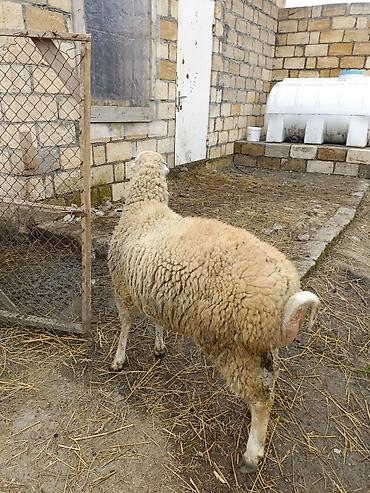 Qoyunlar, qoçlar: Erkek quzu satılır — 7