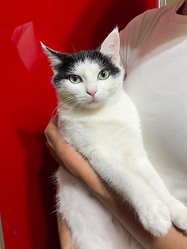 Мышыктар: Отдам котёнка в добрые руки!🐾 • Девочка, возраст 2 месяца • — 1