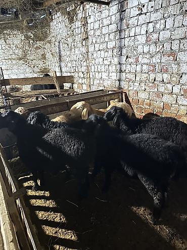 Баран, овца: Продаю | Баран (самец), Ягненок | Арашан, Гиссарская | На забой, Для разведения | Осеменитель, Племенные — 3