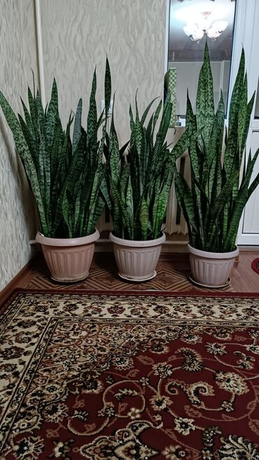 растения: Другие комнатные растения