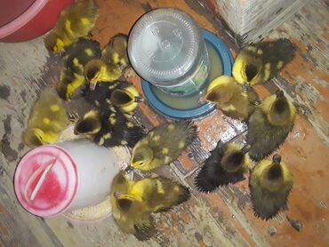 Digər quşlar: 2 günlükdür.Lavanda-Macar sortu qarışıqdır