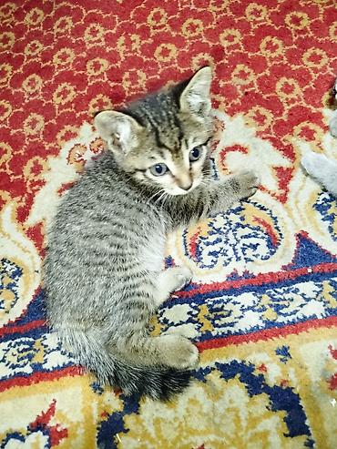 коты бишкек: Отдам даром 4х котят, к лотку приучены, 2 месяца — 1