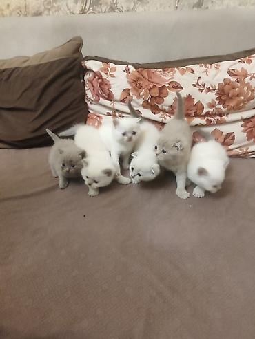 Pişiklər: Britan, Erkək, Dişi, Yaxşı əllərə, Ödənişli çatdırılma, Ünvandan götürmə, Pulsuz çatdırılma — 7