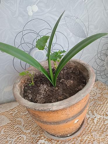 geran: Pəncərə qutusu üçün ətli saksı bitkisi – 2 köklü pelargonium — 5