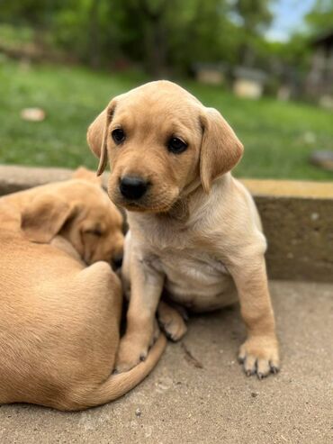 francuski buldog na prodaju: Na prodaju štenci labrador retrivera–vakcinisani i spremni za novi
