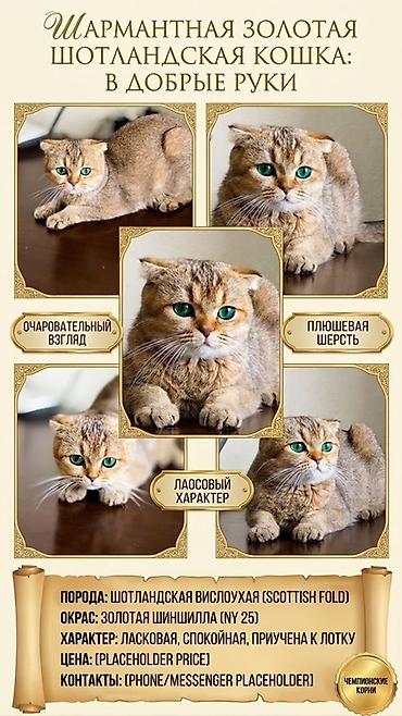 купить котенка сфинкса: Шотландская вислоухая кошка (Scottish Fold) золотого окраса шиншилла — 1